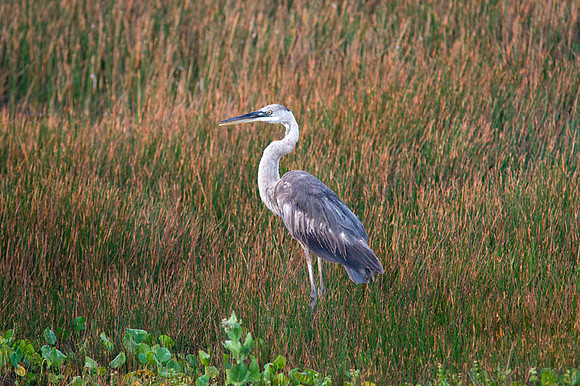 Great Blue Heron (Ardea herodias)