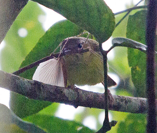 Mees's white-eye (Lophozosterops javanicus)
