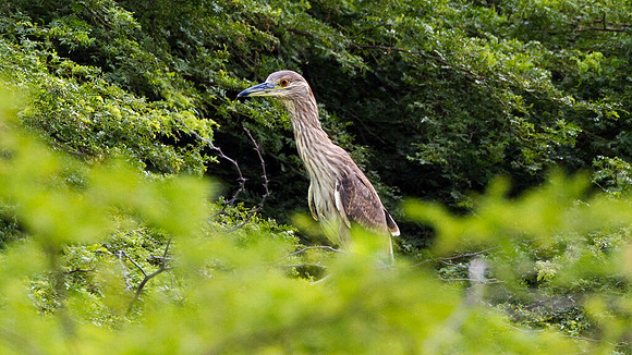 Black-crowned Night Heron (Nycticorax nycticorax) immature