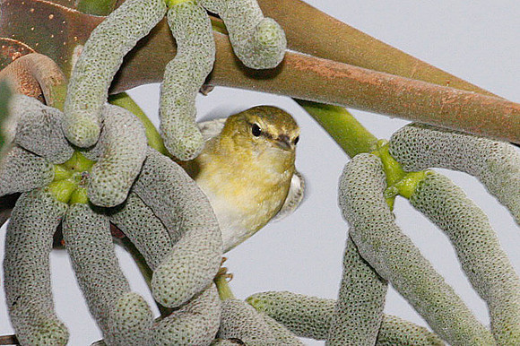 Palm Warbler (Dendroica palmarum)