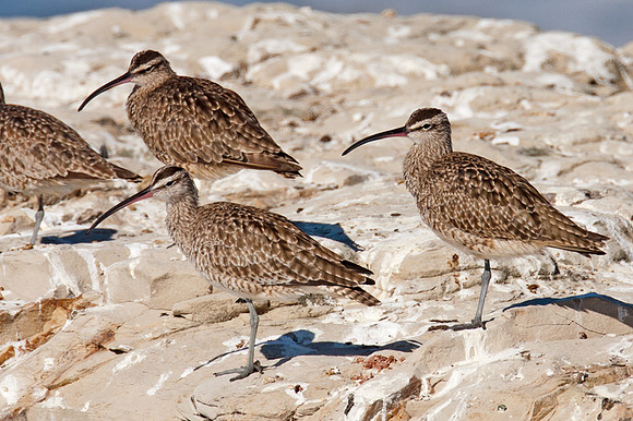 Whimbrel (Numenius phaeopus)