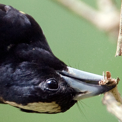 Spot-crowned Barbet (Capito maculicoronatus)