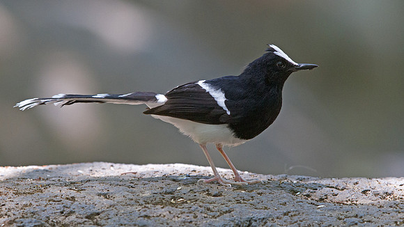 White-crowned forktail (Enicurus leschenaulti)