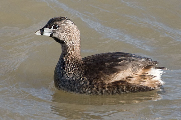 Pied-billed Grebe (Podilymbus podiceps)
