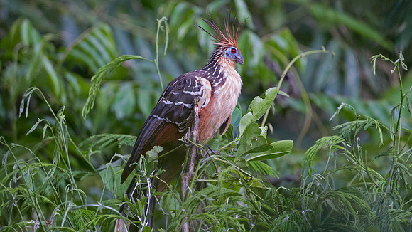 Hoatzin (Opisthocomus hoazin)