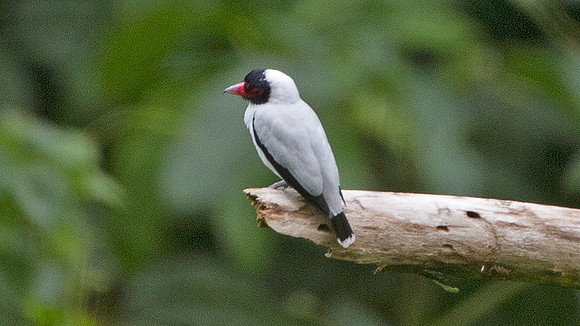 Masked Tityra (Tityra semifasciata)