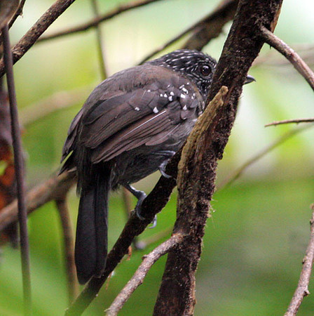 Black-hooded Antshrike (Thamnophilus bridgesi) female