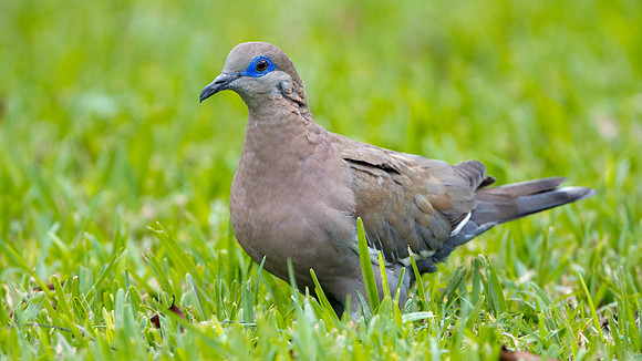 West Peruvian Dove (Zenaida meloda)
