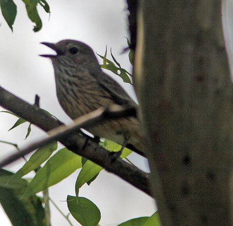 Rufous Whistler (Pachycephala rufiventris) female
