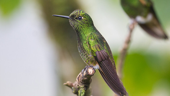 Buff-tailed Coronet (Boissonneaua flavescens)