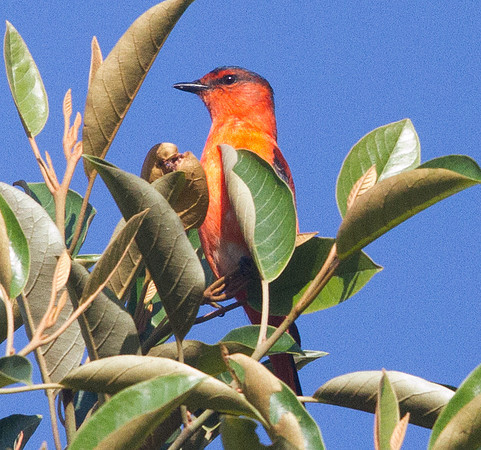 Sunda minivet (Pericrocotus miniatus)