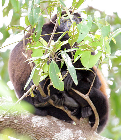 Mantled Howler (Alouatta palliata) also known as Golden-mantled Howling Monkey