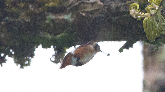 White-bellied Woodstar (Chaetocercus mulsant)