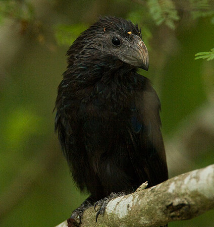 Groove-billed Ani (Crotophaga sulcirostris)