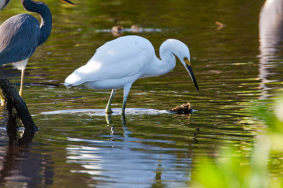 Snowy Egret (Egretta thula)