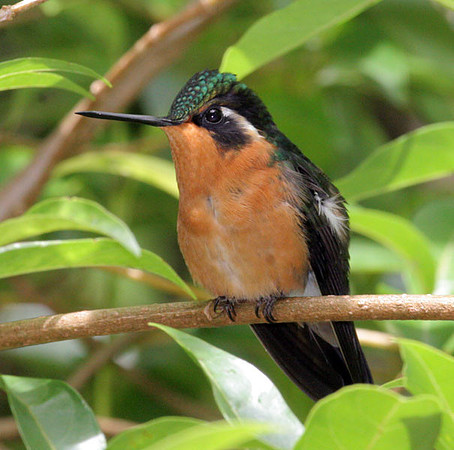 Purple-throated Mountaingem (Lampornis calolaemus) female