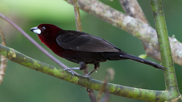 Silver-beaked Tanager (Ramphocelus carbo)