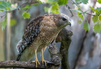 Red-shouldered Hawk (Buteo lineatus)