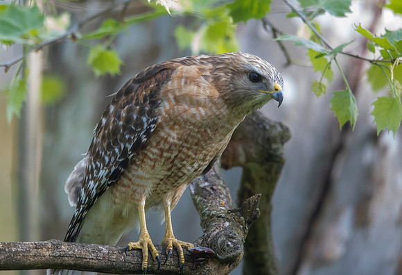 Red-shouldered Hawk (Buteo lineatus)