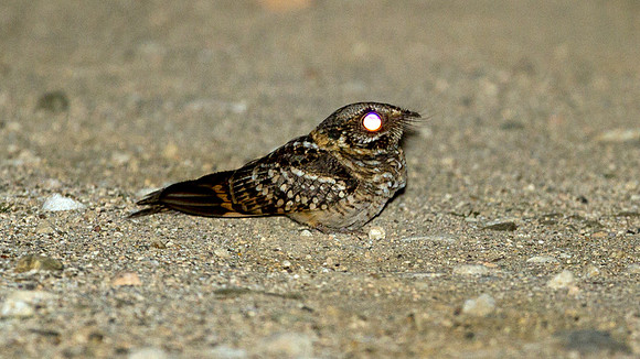 White-tailed Nightjar (Caprimulgus cayennensis)
