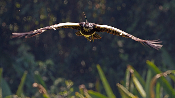 Horned Screamer (Anhima cornuta)