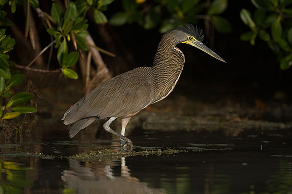 Bare-throated Tiger-Heron (Tigrisoma mexicanum)