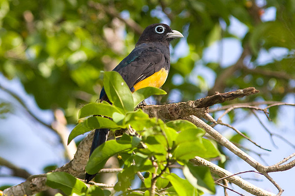 Black-headed Trogon (Trogon melanocephalus)