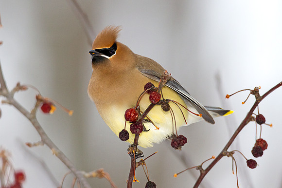 Cedar Waxwing (Bombycilla cedrorum)
