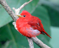Summer Tanager ? (Piranga rubra)
