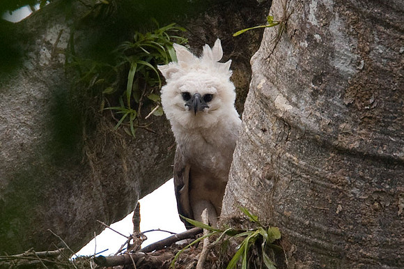 Harpy Eagle (Harpia harpyja)