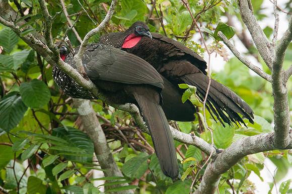 Crested Guan (Penelope purpurascens)