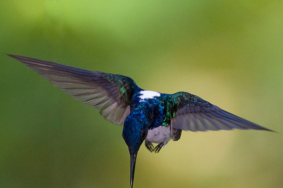 White-necked Jacobin (Florisuga mellivora) male