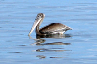 Brown Pelican (Pelecanus occidentalis) juvenile