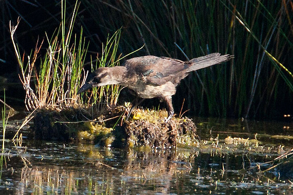Boat-tailed Grackle (Quiscalus major) female