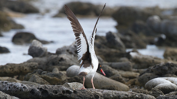 American Oystercatcher (Haematopus palliatus)