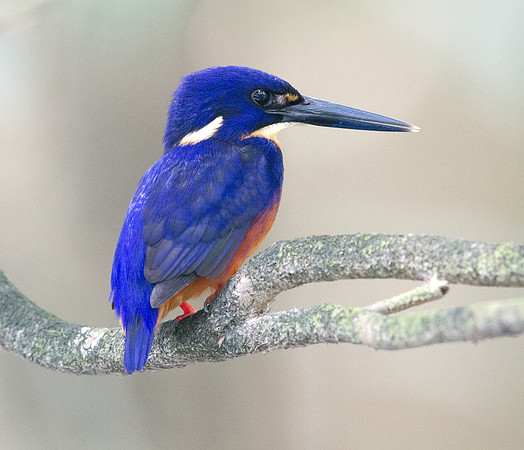 Azure kingfisher (Alcedo azurea)