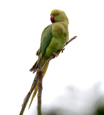 Rose-ringed Parakeet (Psittacula krameri) Female