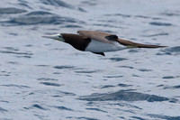 Brown Booby (Sula leucogaster)