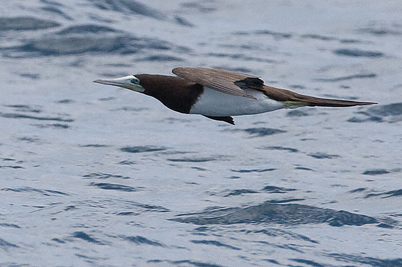 Brown Booby (Sula leucogaster)
