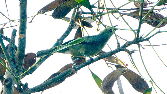 Palm Tanager (Thraupis palmarum)