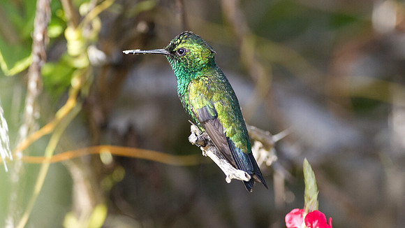 Blue-tailed Emerald (Chlorostilbon mellisugus)