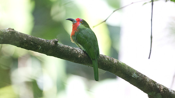 Red-bearded Bee-eater (Nyctyornis amictus)