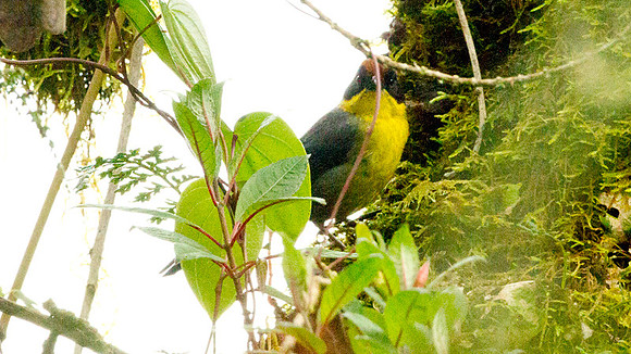 Rufous-naped Brush Finch (Atlapetes latinuchus)