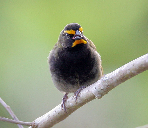 Yellow-faced Grassquit (Tiaris olivaceus) male