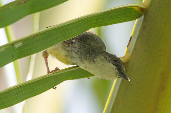 Bar-winged prinia (Prinia familiaris)