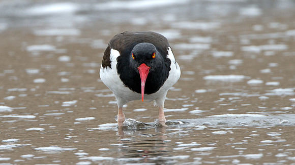 American Oystercatcher (Haematopus palliatus)