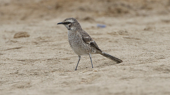 Long-tailed Mockingbird (Mimus longicaudatus)