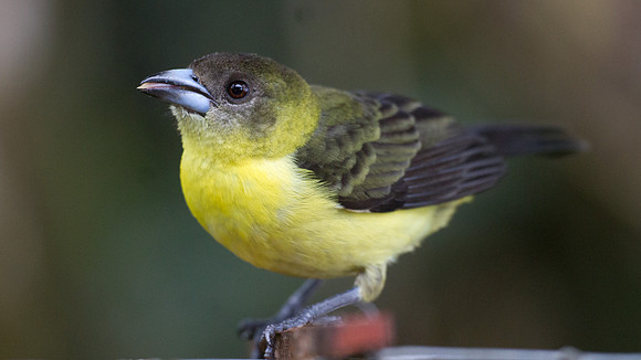 Flame-rumped Tanager (Ramphocelus flammigerus)