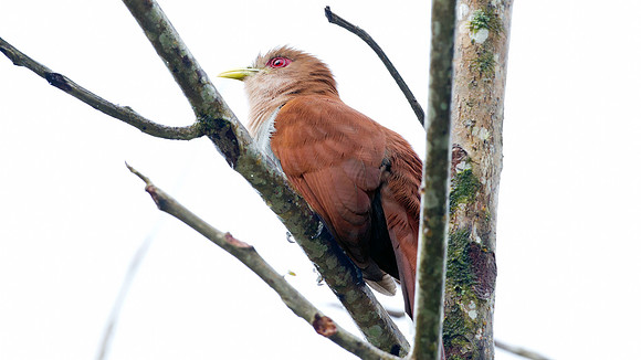 Squirrel Cuckoo (Piaya cayana)