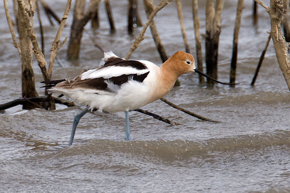 American Avocet (Recurvirostra americana)